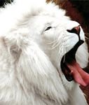 pic for White Lion